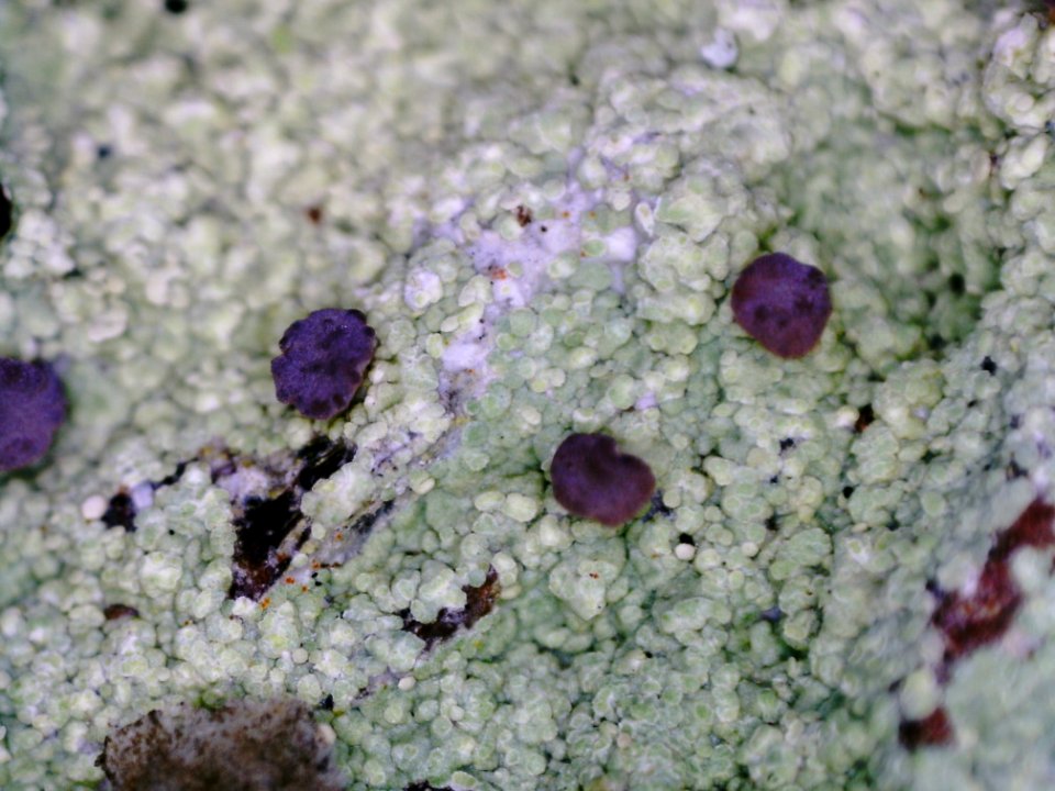 Baeomyces carneus 103262847