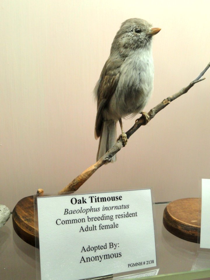 Baeolophus inornatus - Pacific Grove Museum of Natural History - DSC06758