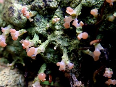 Baeomyces heteromorphus 44891059