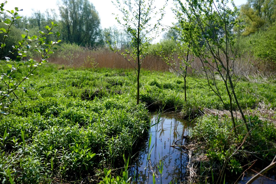 Bad Westernkotten - NSG Muckenbruch - 9