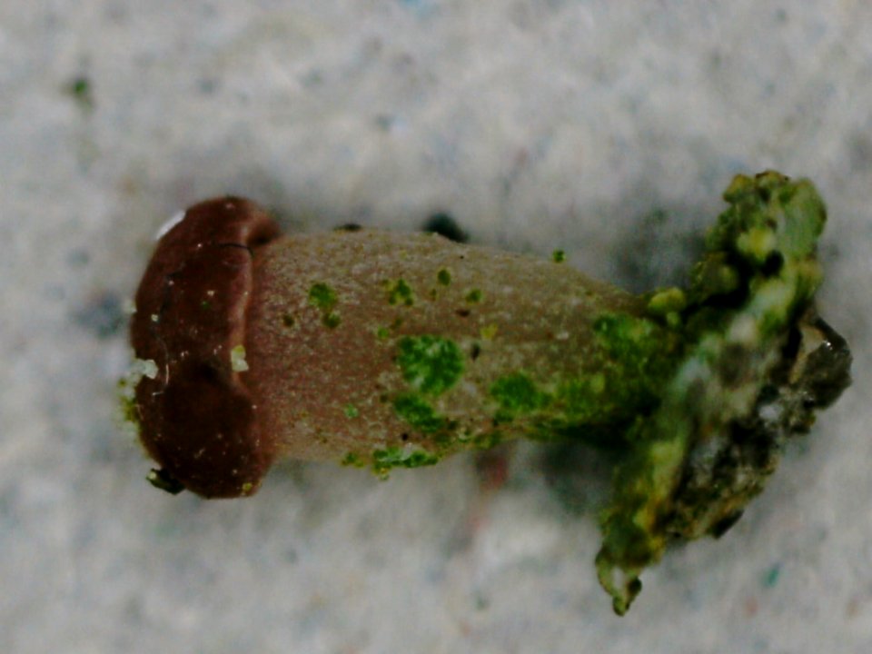 Baeomyces carneus 107984217