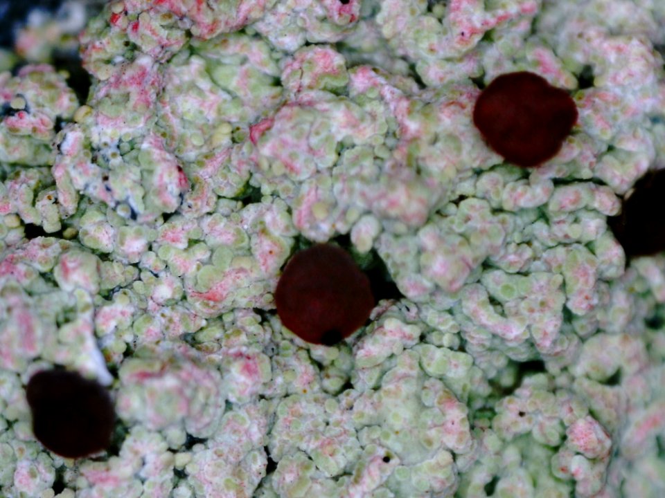 Baeomyces carneus 103262838
