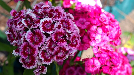 Blooms nature pink photo