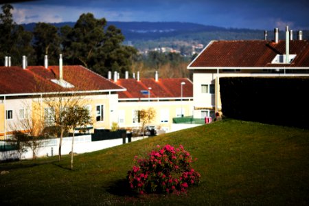 Back Garden (253499665)