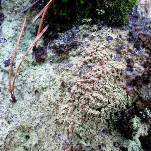 Baeomyces carneus 103262884