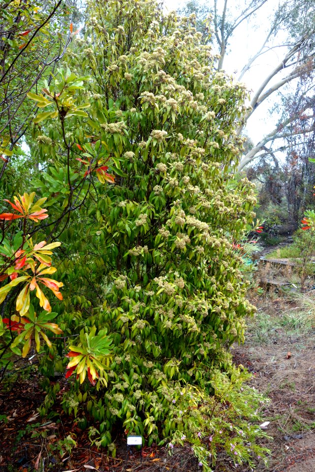 Backhousia citriodora - UC Santa Cruz Arboretum - DSC07405