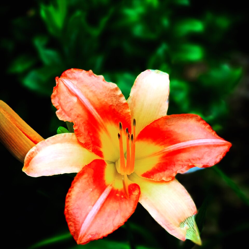 Nature natural blooming