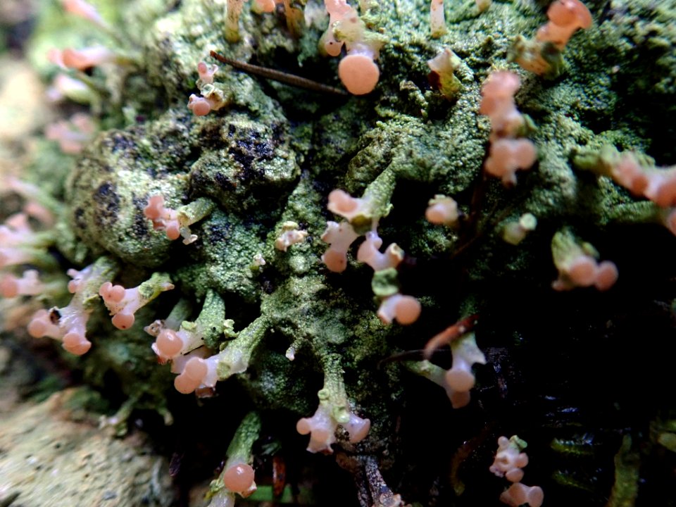 Baeomyces heteromorphus 44890966