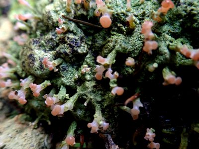 Baeomyces heteromorphus 44890966