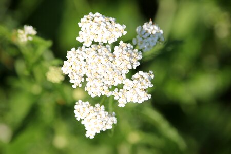 White flowers plant herb