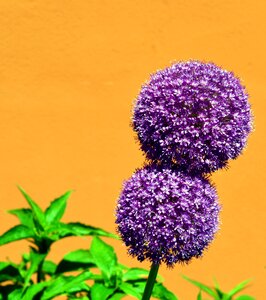 Nature allium purple photo