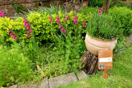 Back garden - Coleridge Cottage - Nether Stowey - Somerset, England - DSC01110