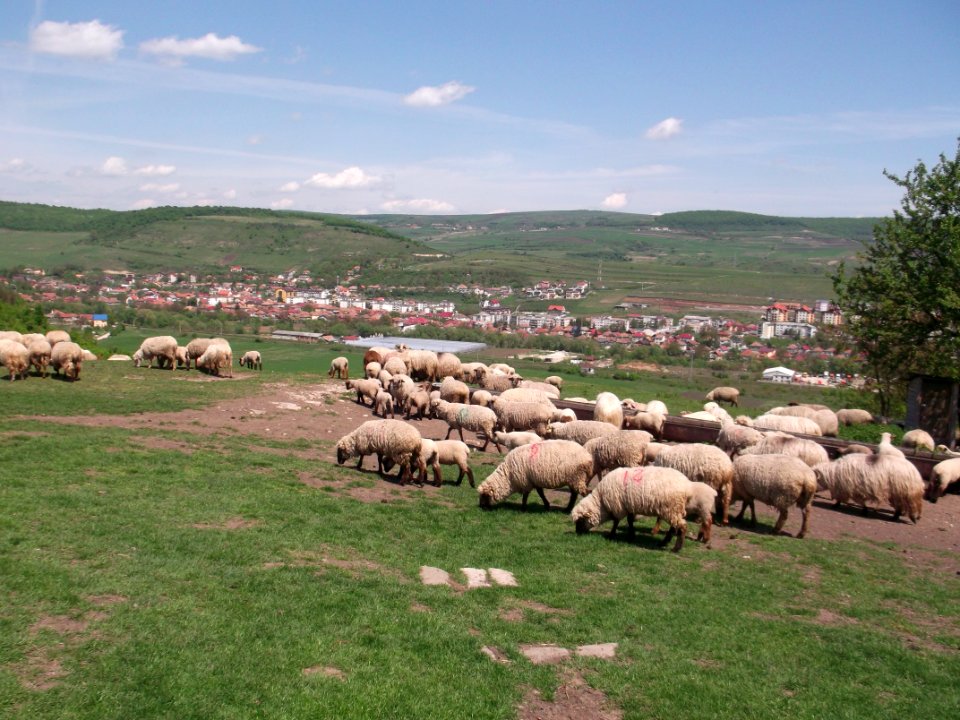 Baciu,Cluj-DSCF3552