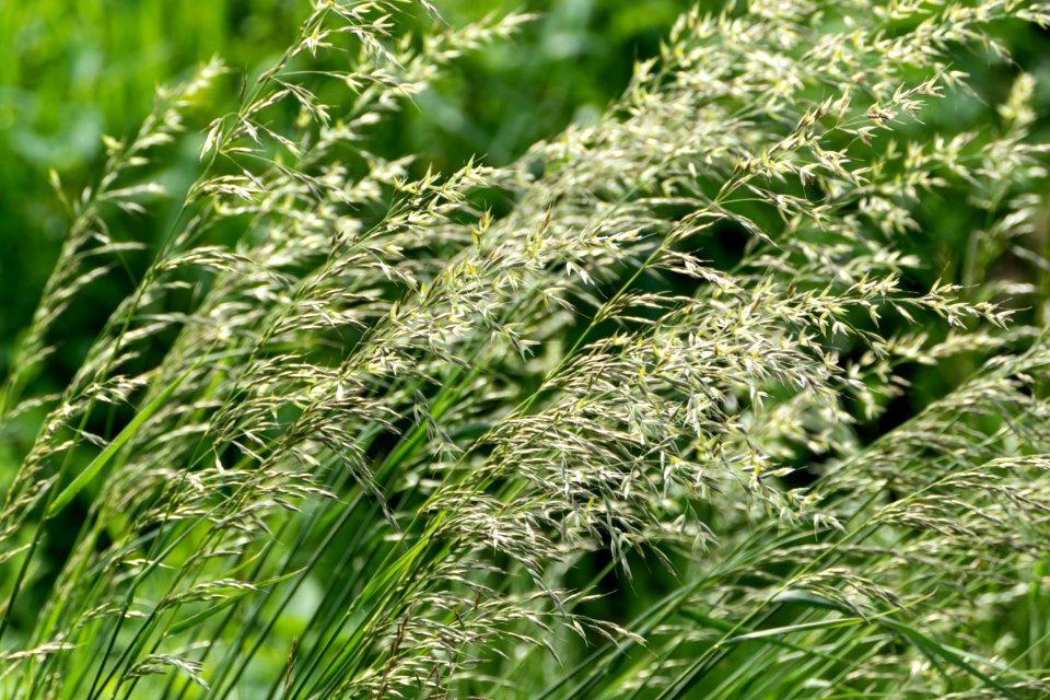 Backlit grass panicles 2