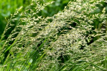 Backlit grass panicles 2