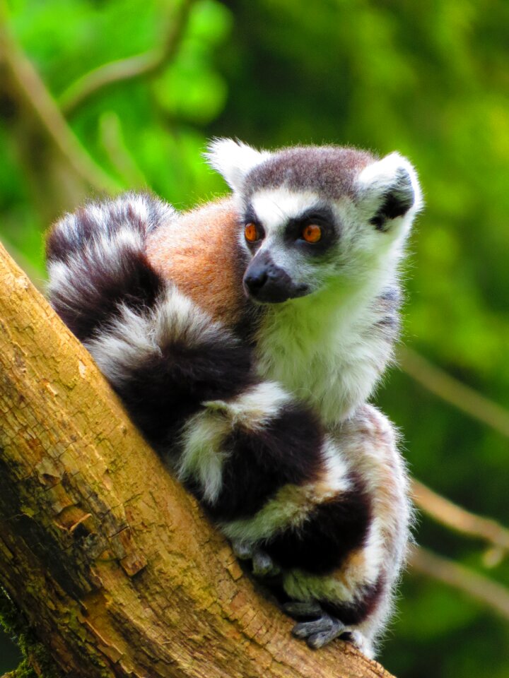 Mammal madagascar curly tail
