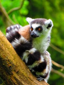 Mammal madagascar curly tail