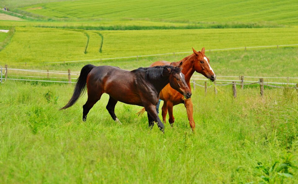 Stallion eat paddock