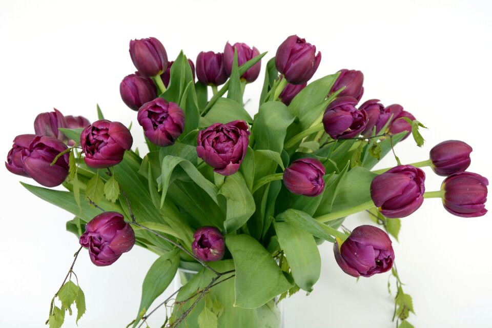 Tulip flower flowers green