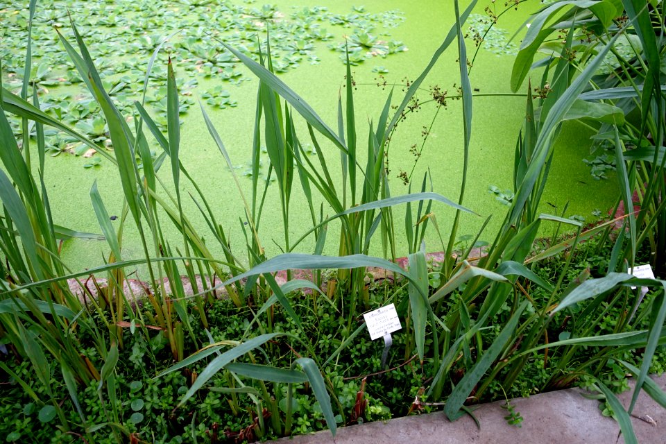 Bacopa caroliniana - Botanischer Garten - Heidelberg, Germany - DSC01267
