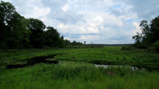 Backus Creek State Game Area1