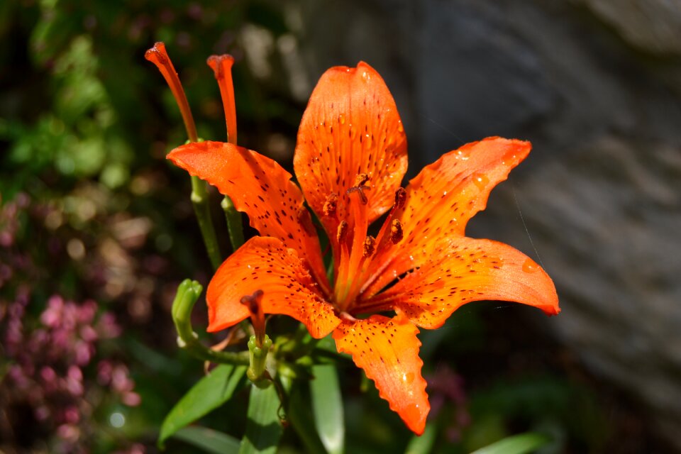 Appennino mountains lily