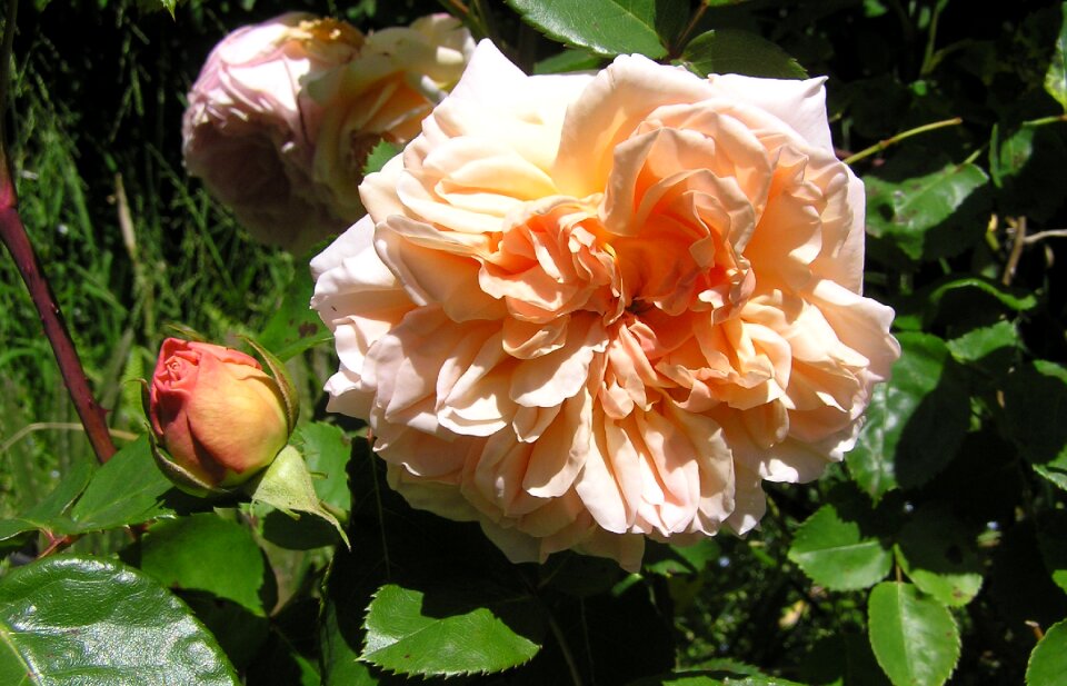 Fragrant garden nature