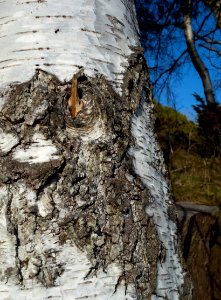 Bark on birch in Norrkila