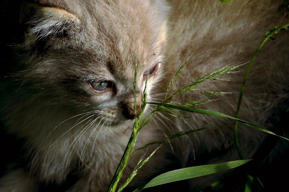 Animals eyes feline photo