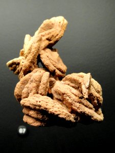 Barite roses, Norman, Oklahoma - Natural History Museum of Utah - DSC07466