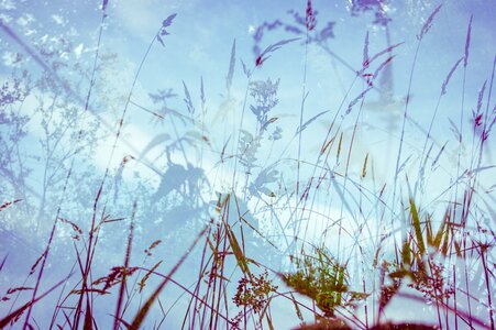 Nature grasses meadow