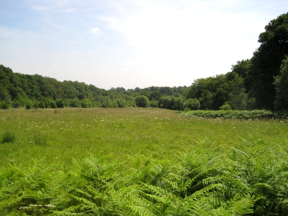 Barnet Gate Wood clearing