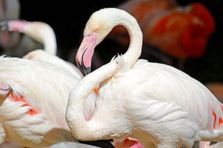 Pink plumage bird