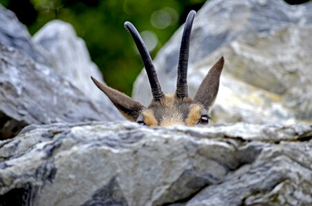 Hiding place eyes horns