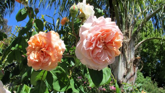 Climber fragrant garden