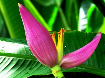 Nature leaf tropical photo