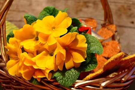 Yellow splash of color spring