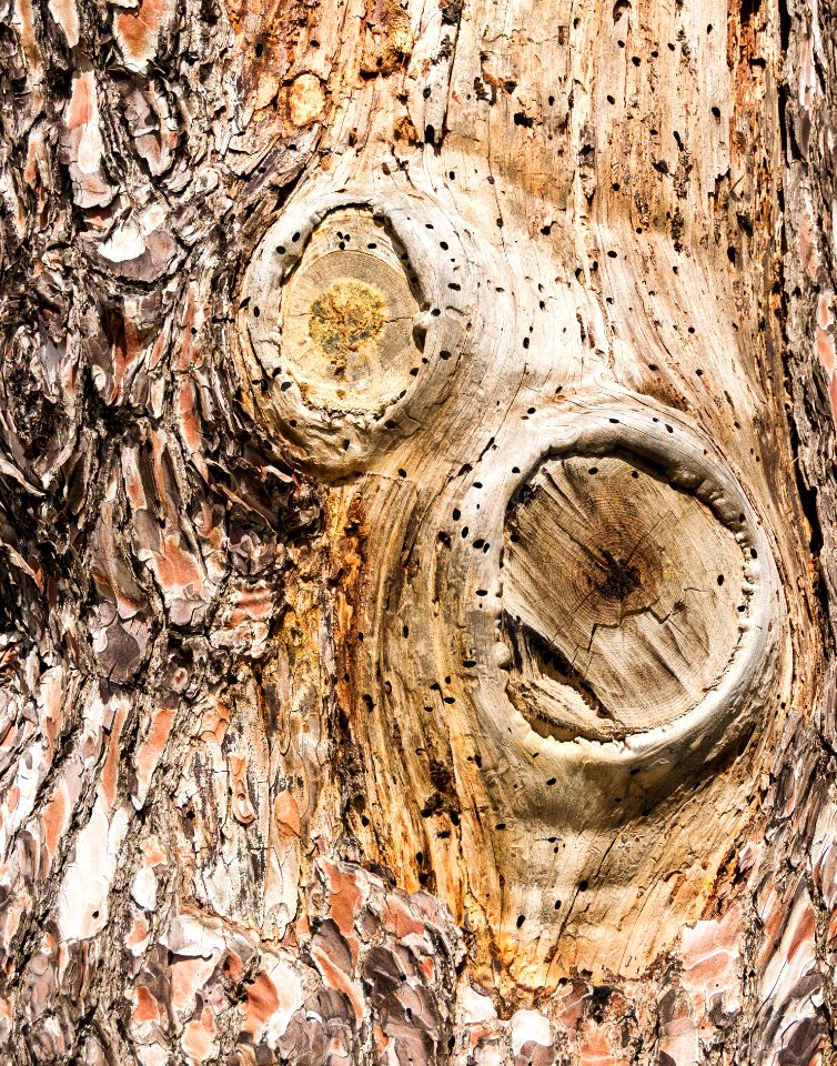 Bark pine Phaistos