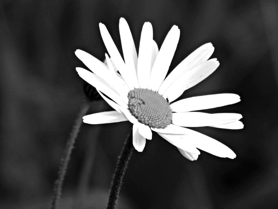 Spring daisies nature