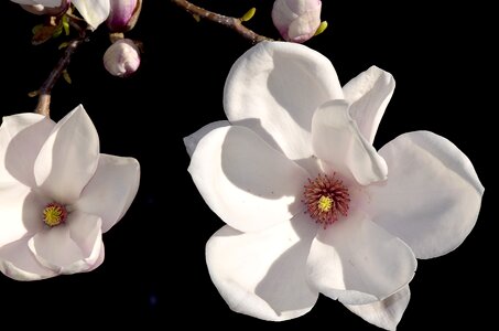 Bud tulip magnolia magnoliaceae photo