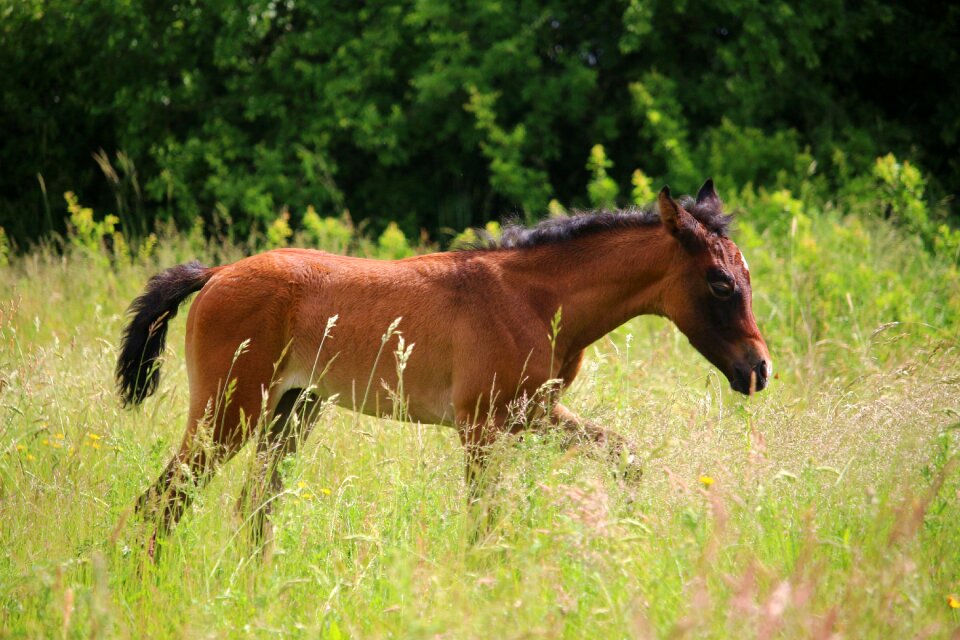 Brown mold thoroughbred arabian pasture