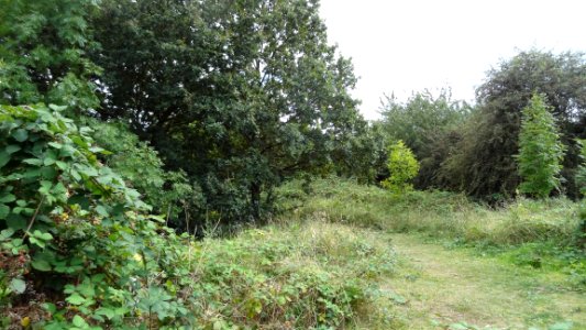 Barfield Allotments Nature Park
