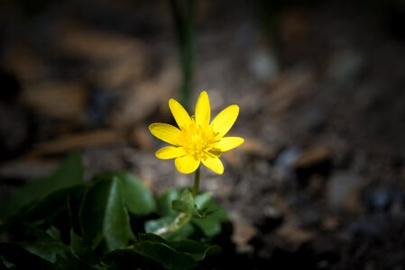 Flower spring blossom photo