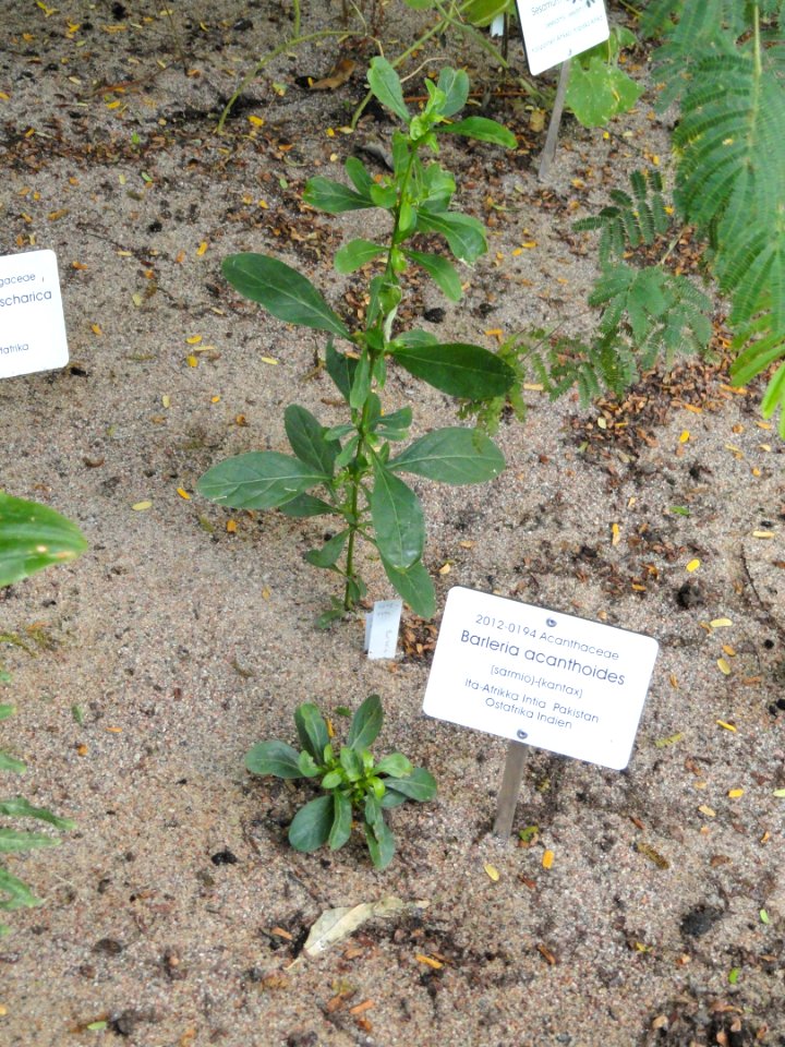 Barleria acanthoides - Botanical Garden in Kaisaniemi, Helsinki - DSC03675