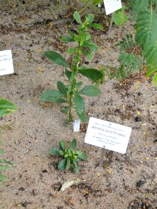 Barleria acanthoides - Botanical Garden in Kaisaniemi, Helsinki - DSC03675