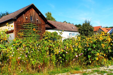 Meadow wild flowers bauer idyll