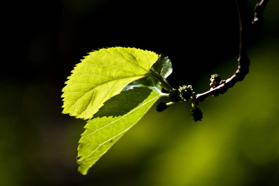 Mulberry branch green