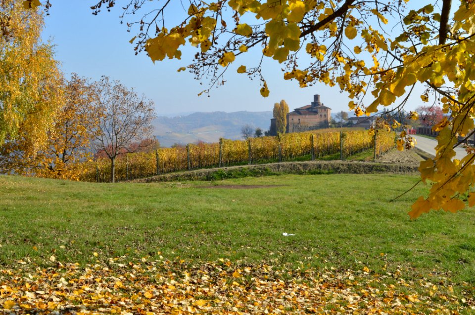 Barolo (163794465)