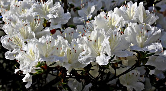 White blossom spring white splendour photo