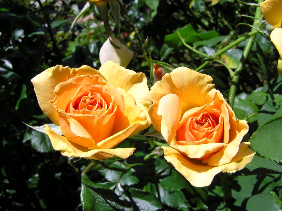 Buds garden nature